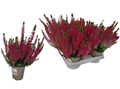 Callu Gg Amina 10Ø 26cm