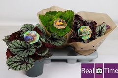 Begonia Leaf Beleaf Mix 17Ø 32cm