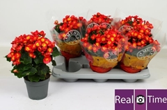 Begonia Single Valentino Pink 14Ø 32cm