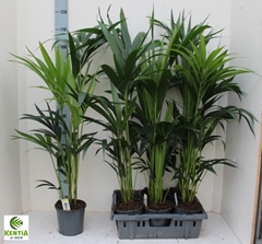 Howea Forsteriana 17Ø 100cm