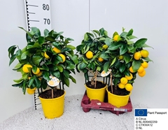 Citrus Meyer 19Ø 60cm