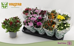 Chrysanth Mix 8 Colours 12Ø 25cm