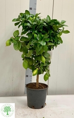 Citrus Limon 22Ø 90cm