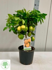 Citrus Meyer 22Ø 65cm