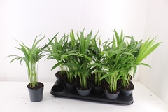 Dypsis Lutescens 10Ø 40cm
