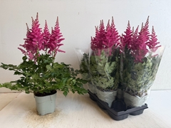 Astilbe Highlight 14Ø 60cm