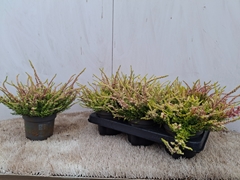 Calluna Anna 12Ø 22cm