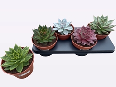 Echeveria Mix 17Ø 20cm