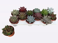 Echeveria Mix 10Ø 14cm