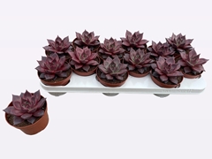 Echeveria Taurus 10Ø 12cm
