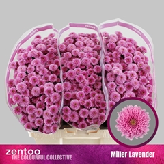 Chrysanth Santini Miller Lavender 55cm 40gr.