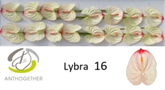 Anthurium Lybra 11cm Hd