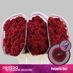 Chrysanth Santini Purpetta Red 55cm 44gr.