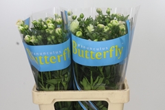 Ranunculus Butterfly Ariadne 70cm 30gr.