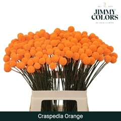 Craspedia Painted Orange 60cm