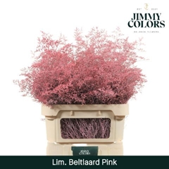Limonium Painted Beltaard Pink 90cm 50gr.
