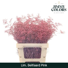 Limonium Painted Beltaard Pink 70cm 30gr.