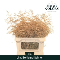 Limonium Painted Beltaard Salmon 90cm 50gr.