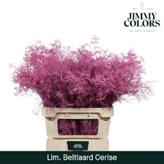 Limonium Painted Beltaard Cerise 90cm 50gr.