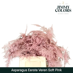 Asparagus Setaceus Painted Soft Pink 45cm