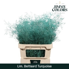 Limonium Painted Beltaard Turquoise 90cm 50gr.
