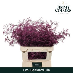 Limonium Painted Beltaard Lilac 90cm 50gr.