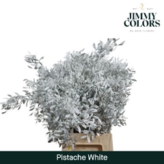 Pistacia Painted White 40cm