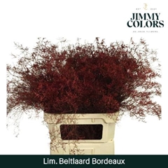 Limonium Painted Beltaard Bordeaux 90cm 50gr.