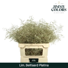 Limonium Painted Beltaard Metallic Platinum 90cm 50gr.