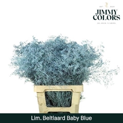 Limonium Painted Beltaard Light Blue 70cm 30gr.
