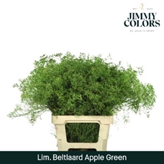 Limonium Painted Beltaard Apple Green 70cm 30gr.