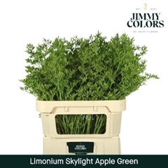 Limonium Painted Skylight Apple Green 70cm 25gr.