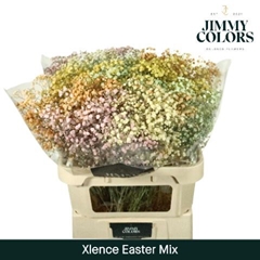 Gypsophila Painted Xlence Easter Mix 80cm 30gr.