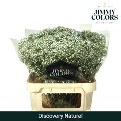 Gypsophila Paniculata Zinzi Discovery 80cm 30gr.