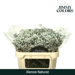Gypsophila Paniculata Xlence 70cm 20gr.