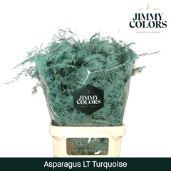 Asparagus Setaceus Painted Turquoise 80cm