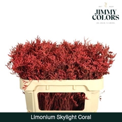 Limonium Painted Skylight Coral 70cm 25gr.