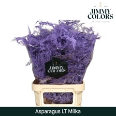 Asparagus Setaceus Painted Milka 80cm