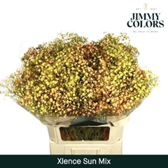 Gypsophila Painted Xlence Sun Mix 80cm 30gr.