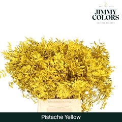 Pistacia Painted Yellow 40cm