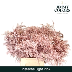 Pistacia Painted Soft Pink 40cm