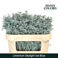 Limonium Painted Skylight Ice Blue 70cm 25gr.