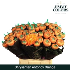 Chrysanth Single Painted Antonov Orange 70cm 110gr.
