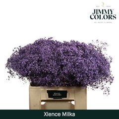 Gypsophila Painted Xlence Milka 60cm 20gr.