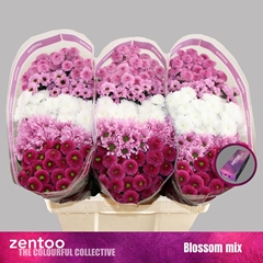 Chrysanth Santini Mix 55cm 48gr.