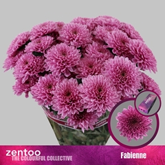 Chrysanth Spray Fabiënne 70cm 75gr.