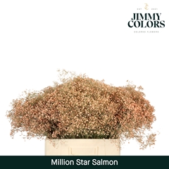 Gypsophila Painted Salmon 60cm 15gr.