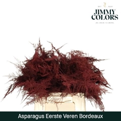 Asparagus Setaceus Painted Bordeaux 45cm
