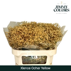 Gypsophila Painted Xlence Ocher Yellow 70cm 20gr.