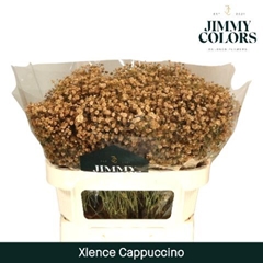 Gypsophila Painted Xlence Cappuccino 70cm 20gr.